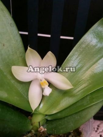 фото Фаленопсис ( P. Samera v.alba) Тайвань от магазина магазина орхидей Ангелок