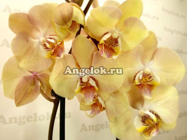 фото Фаленопсис Шампанское (Phalaenopsis Champange) от магазина магазина орхидей Ангелок