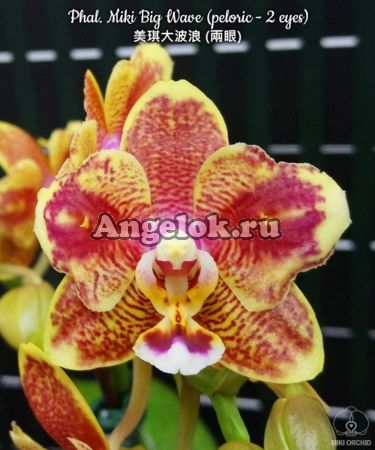 фото Фаленопсис бабочка (Phalaenopsis Miki Big Wave (peloric - 2 eyes)) Тайань от магазина магазина орхидей Ангелок