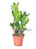 фото Замиокулькас (Zamiaculcas zamiifolia) от магазина магазина орхидей Ангелок