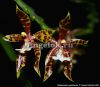 фото Фаленопсис Пантерина (Phalaenopsis pantherina) от магазина магазина орхидей Ангелок