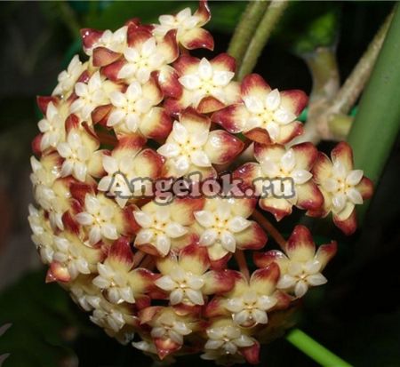 фото Хойя Финлейсона (Hoya finlaysonii) черенок от магазина магазина орхидей Ангелок