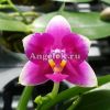 фото Фаленопсис пелорик бабочка (P.Vio Vio'Cat Face') Тайвань от магазина магазина орхидей Ангелок