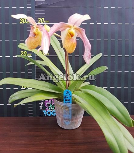 фото Пафиопедилум (Paph.emersonii × Paph.philippinense) от магазина магазина орхидей Ангелок