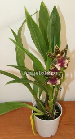 фото Зигопеталум (Zygopetalum) z-06 от магазина магазина орхидей Ангелок