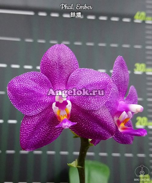 фото Фаленопсис Эмбер (Phalaenopsis Ember) Тайвань от магазина магазина орхидей Ангелок