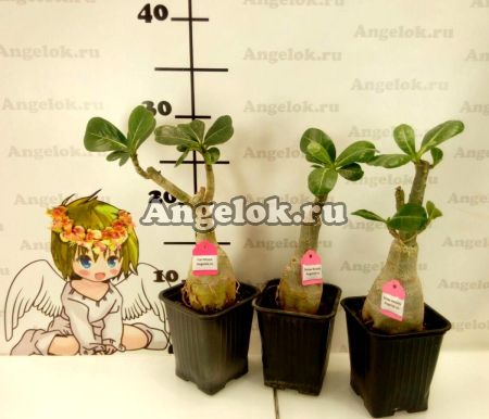 Адениум (Adenium obesum Gold series)