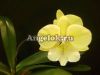 фото Фаленопсис Биг Лип детка (Phalaenopsis KS Big Stone) от магазина магазина орхидей Ангелок