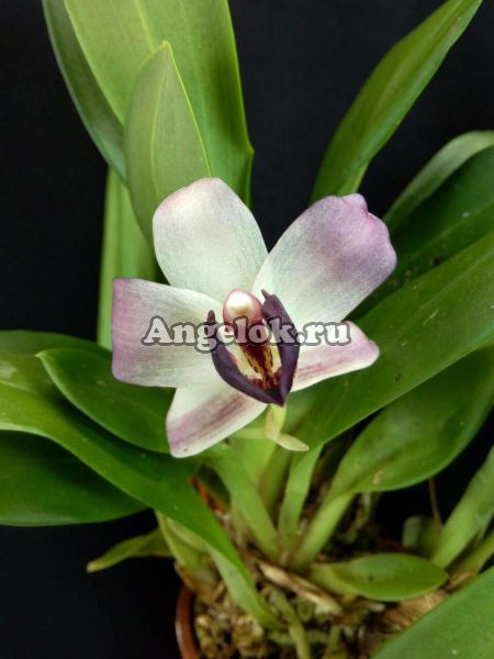 фото Кохлеантес (Cochleanthes discolor) от магазина магазина орхидей Ангелок