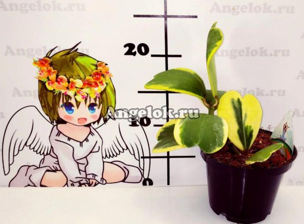 фото Хойя керри вариегатная (Hoya kerrii variegata) от магазина магазина орхидей Ангелок