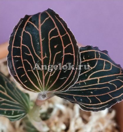 фото Анектохилус Бурманский (Anoectochilus burmannicus) от магазина магазина орхидей Ангелок