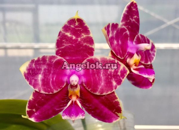 фото Фаленопсис (Phalaenopsis Ailia Princess Gelb ‘YY”) Тайвань от магазина магазина орхидей Ангелок