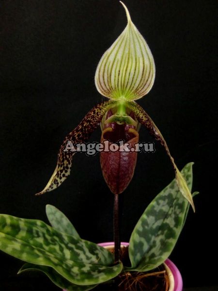 фото Пафиопедилум Сукхакула (Paphiopedilum sukhakulii) мини от магазина магазина орхидей Ангелок
