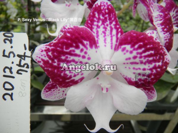 фото Фаленопсис Биг Лип (P. Sexy Venus “Black Lily”) Тайвань от магазина магазина орхидей Ангелок