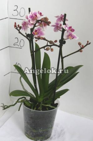 Фаленопсис (Phalaenopsis multiflora) ph-52_1