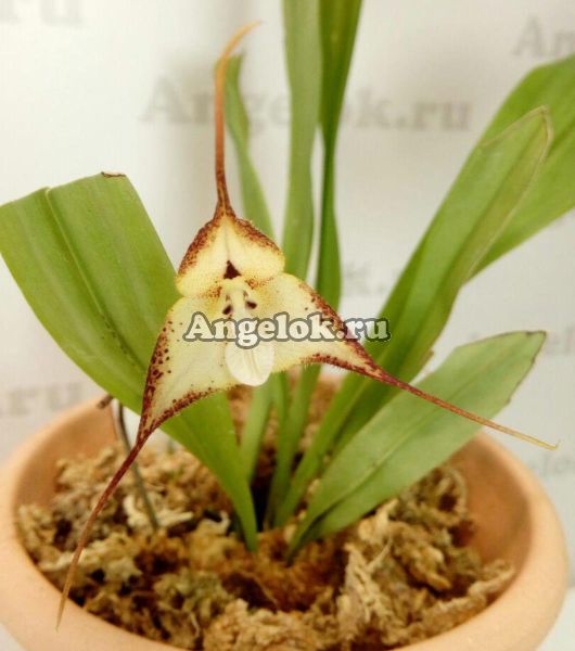 фото Дракула (Dracula cordobae) от магазина магазина орхидей Ангелок