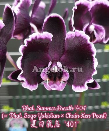 фото Фаленопсис Летнее Дыхание детка (Phalaenopsis Summer Breath '401') Тайвань от магазина магазина орхидей Ангелок