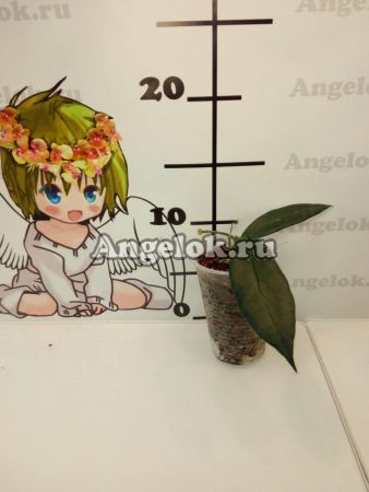 фото Хойя Макгилливра (Hoya macgillivrayi) черенок от магазина магазина орхидей Ангелок