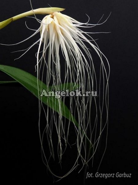 фото Бульбофиллум Медуза (Bulbophyllum medusae) от магазина магазина орхидей Ангелок