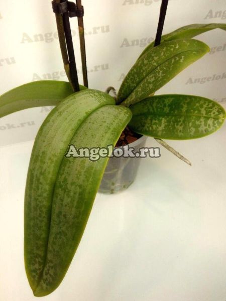 фото Фаленопсис Стюарта (Phalaenopsis stuartiana) от магазина магазина орхидей Ангелок