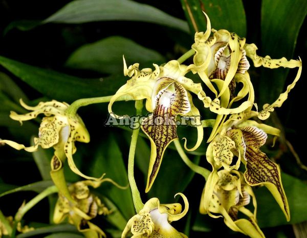 фото Дендробиум Александры (Dendrobium alexandrae) от магазина магазина орхидей Ангелок