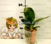 Фаленопсис (Phalaenopsis Yaphon Lover) Тайвань