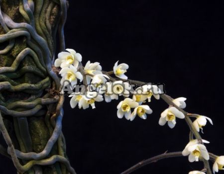 фото Хилошиста Экзюпери (Chiloschista exuperei) от магазина магазина орхидей Ангелок