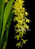 фото Дендрохилум (Dendrochilum abbreviatum) Тайвань от магазина магазина орхидей Ангелок