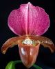 фото Пафиопедилум Чарльзворта (Paphiopedilum charlesworthii) Тайвань от магазина магазина орхидей Ангелок
