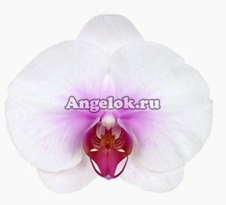 фото Фаленопсис (Phalaenopsis Mountion) от магазина магазина орхидей Ангелок