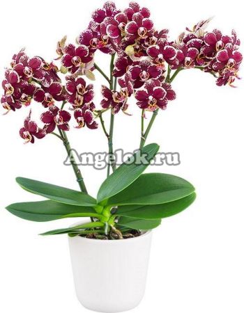 фото Фаленопсис детка (Phalaenopsis Streetwise) от магазина магазина орхидей Ангелок