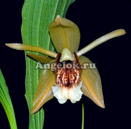 фото Целогина прекрасная (Coelogyne speciosa) от магазина магазина орхидей Ангелок