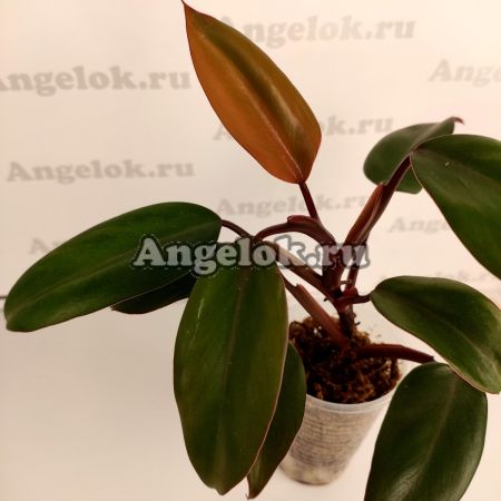 фото Филодендрон Красный Изумруд (Philodendron Red Emerald) от магазина магазина орхидей Ангелок