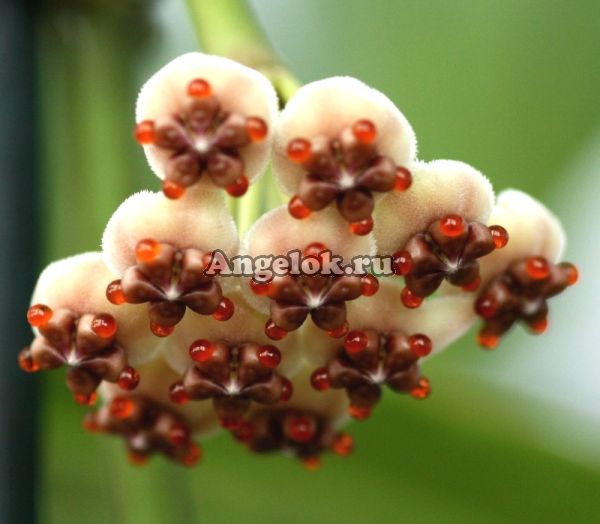 фото Хойя керри вариегатная (Hoya kerrii variegata) черенок от магазина магазина орхидей Ангелок