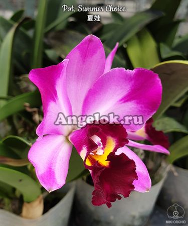 фото Каттлея (Pot. Summer Choice) Тайвань от магазина магазина орхидей Ангелок