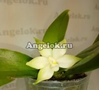 фото Фаленопсис ( P. Samera v.alba) Тайвань от магазина магазина орхидей Ангелок