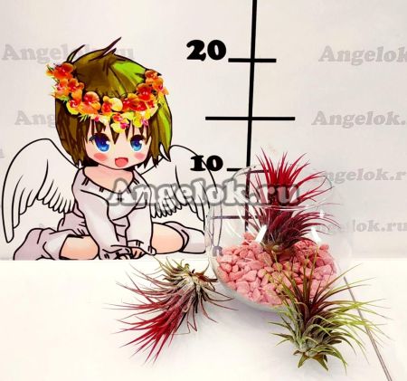 фото Тилландсия фиалкоцветковая (Tillandsia Ionantha) от магазина магазина орхидей Ангелок