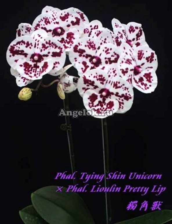 Фаленопсис Биг Лип (Phalaenopsis Tying Shin Unicorn Lioulin Pretty Lip  Lee1274) Тайвань — купить в интернет-магазине Ангелок