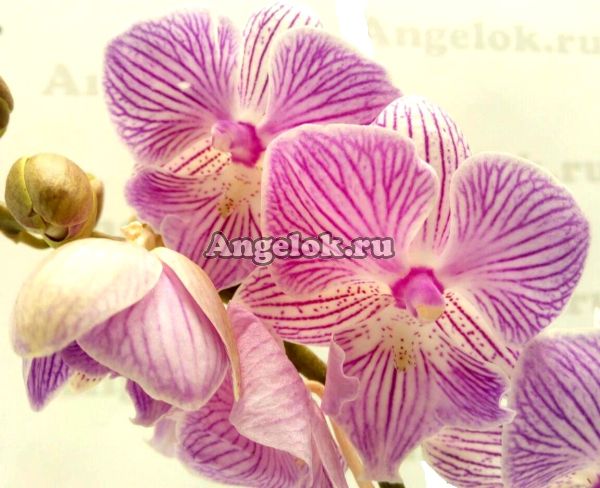 фото Фаленопсис Биг Лип (Phalaenopsis Lady Macbeth) от магазина магазина орхидей Ангелок