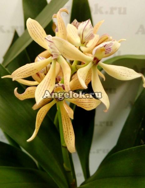фото Энциклия радиата (Encyclia Radiata) от магазина магазина орхидей Ангелок
