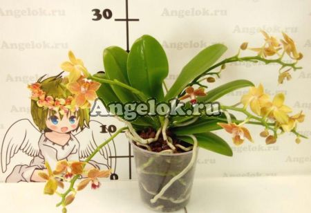Фаленопсис (Phalaenopsis Table Masterpiece)