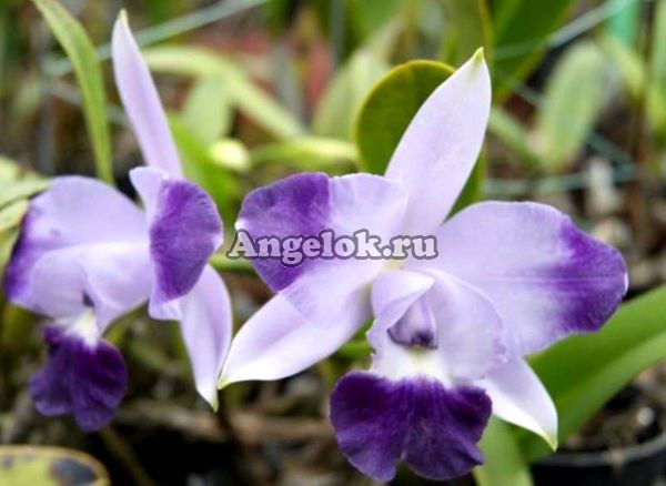 фото Каттлея (Lc.Cariad's Mini Quinee "Angel Kiss") Тайвань от магазина магазина орхидей Ангелок
