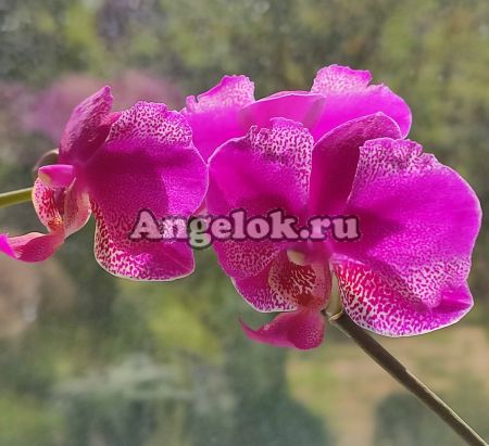 фото Фаленопсис (Phalaenopsis Queen Barry) Тайвань от магазина магазина орхидей Ангелок
