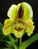 фото Пафиопедилум Липпивандер (Paphiopedilum Lippewunder) от магазина магазина орхидей Ангелок