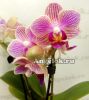 фото Фаленопсис (Phalaenopsis Spring) от магазина магазина орхидей Ангелок