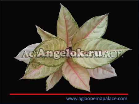 фото Аглаонема (Aglaonema Frozen) от магазина магазина орхидей Ангелок