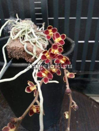 фото Хилошиста (Chiloschista lunifera) Тайвань от магазина магазина орхидей Ангелок