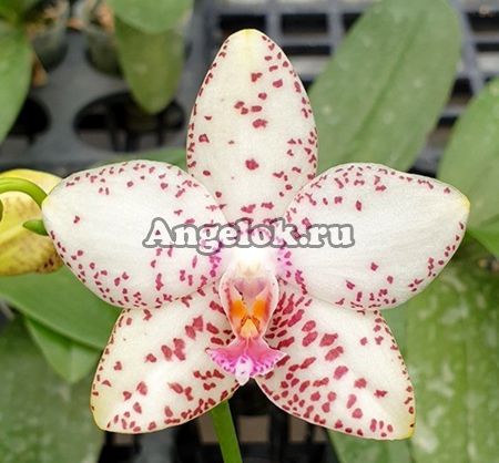фото Фаленопсис (Phalaenopsis Brother Prince 'Hai Tony') Тайвань от магазина магазина орхидей Ангелок