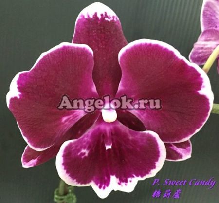 фото Фаленопсис Биг Лип (P. Sweet Candy) Тайвань от магазина магазина орхидей Ангелок