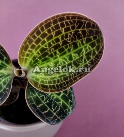 фото Макодес (Macodes lowii) от магазина магазина орхидей Ангелок